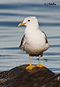 Larus canus